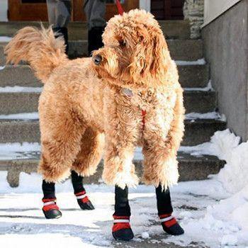 Botas para Animais de Estimação - Proteja seu Melhor Amigo, não Importa a Estação do Ano!